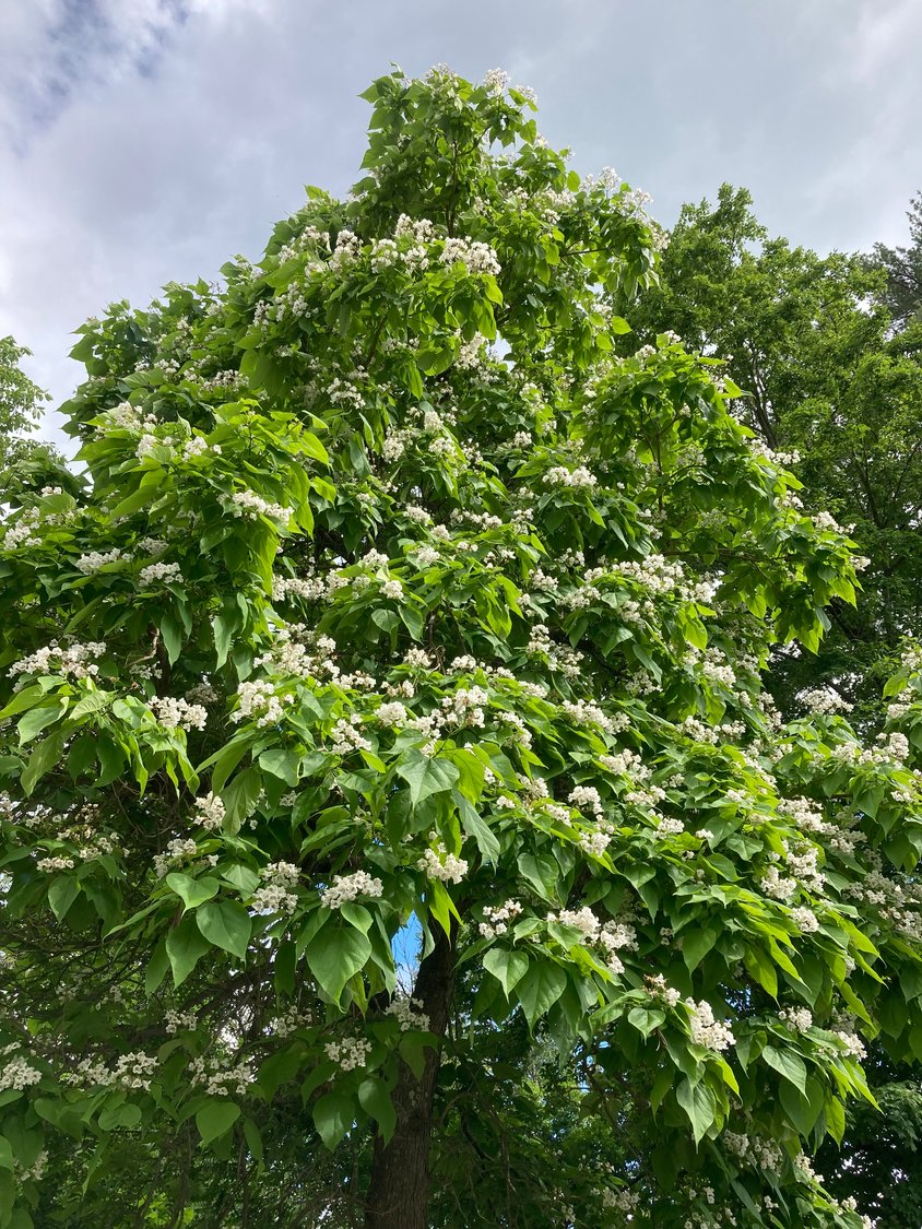 This lovely northern catalpa tree grows just outside my dentist’s office in Milford, PA. The white blossoms and large heart-shaped leaves are attention-grabbers. Catalpas typically flower about seven years after planting and yield bean-like seed pods filled with inch-long seeds that are fringed at the ends.